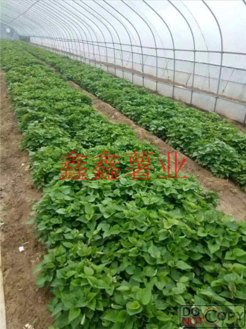 信陽種苗批發(fā)